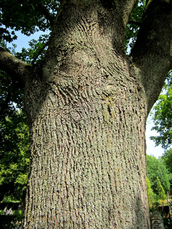 20120821Ahorn_Friedhof_Hockenheim6