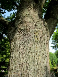 20120821Ahorn_Friedhof_Hockenheim6