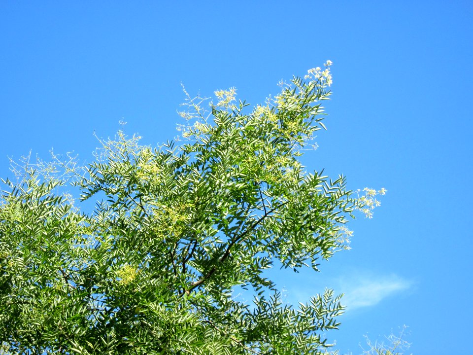 20120827Japanischer_Schnurbaum_Saarbruecken1