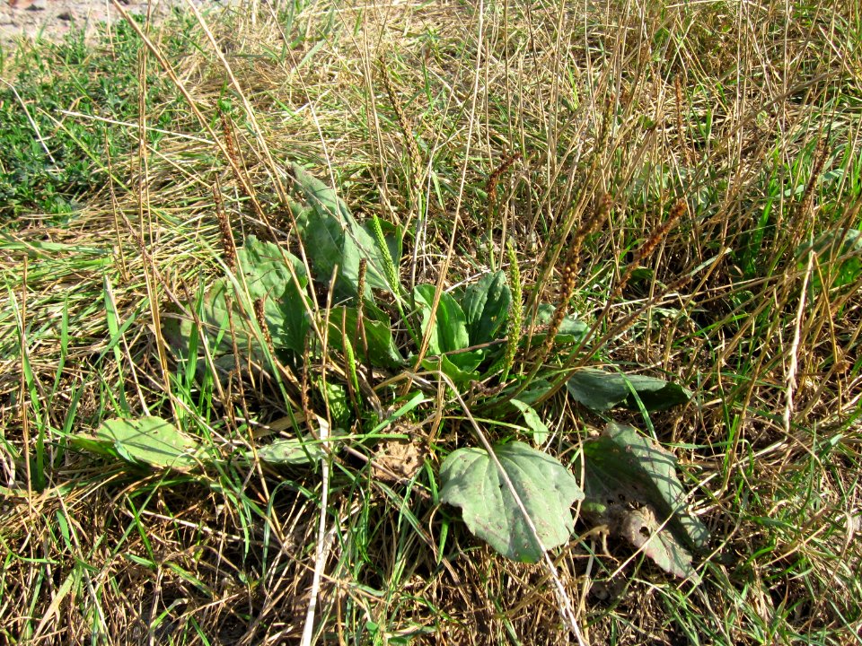 20120901Plantago_major