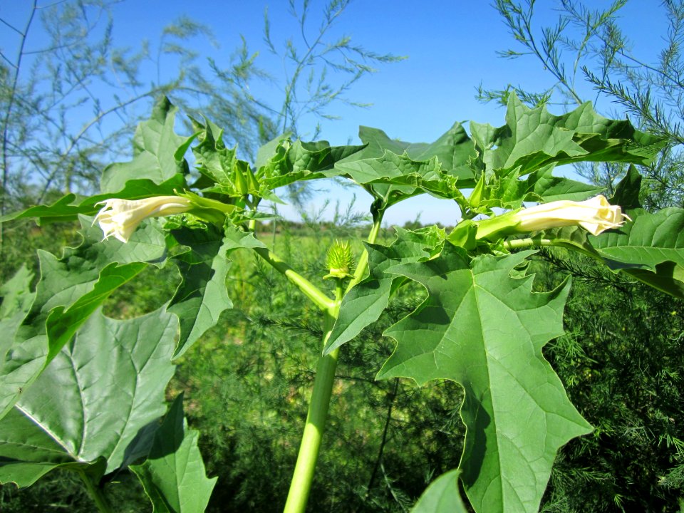 20120906Datura_stramonium3