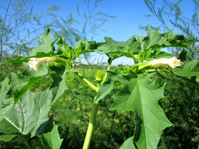 20120906Datura_stramonium3