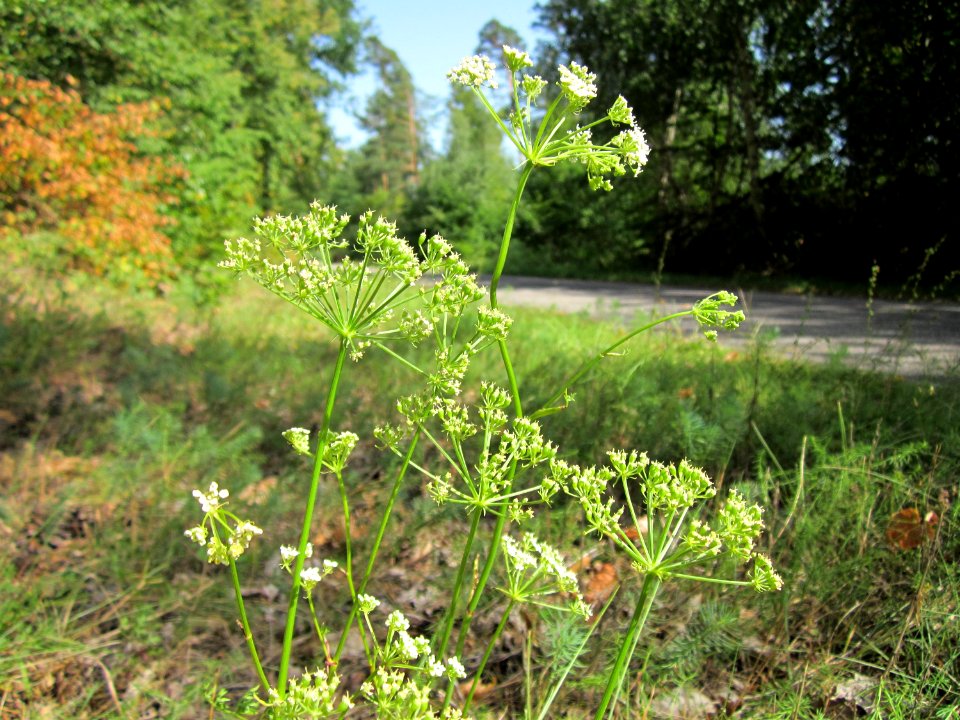 20120819Schwetzinger_Hardt30