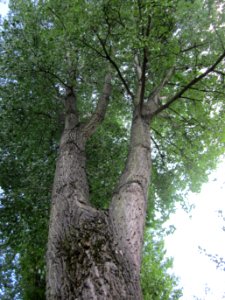 20120901Pappel_Hockenheim3