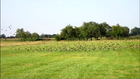 20120819Voegel_Bachwiesen