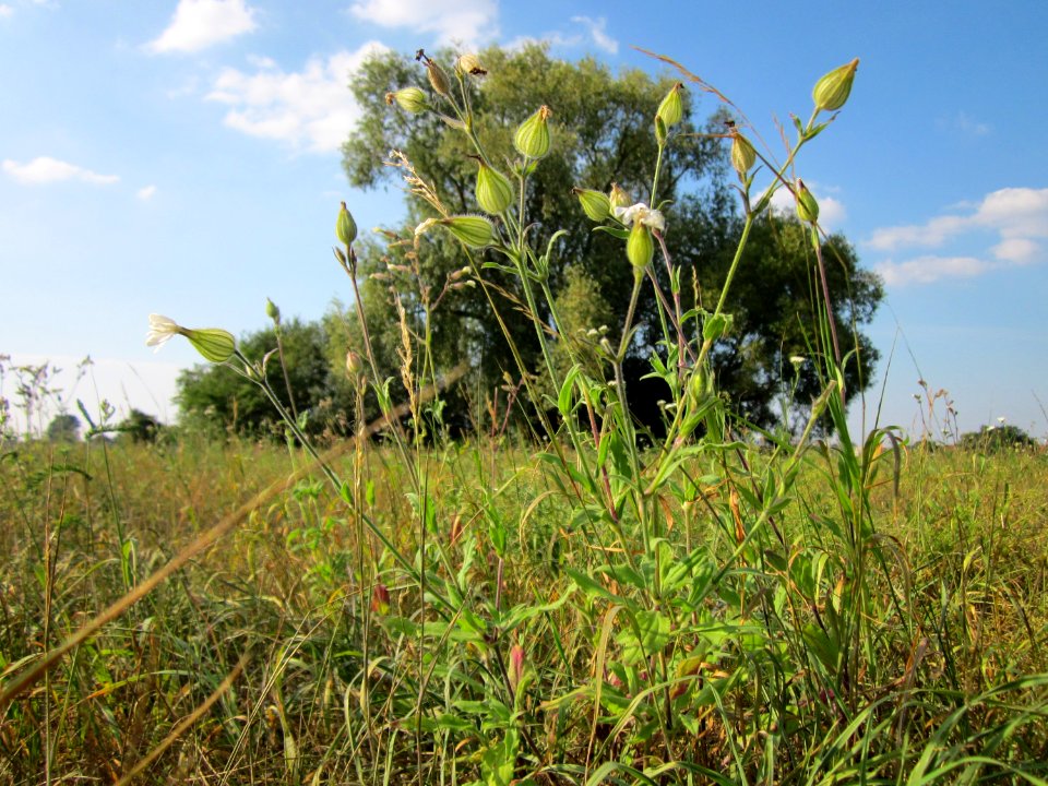 20120904Silene_latifolia2