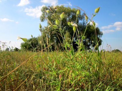 20120904Silene_latifolia2