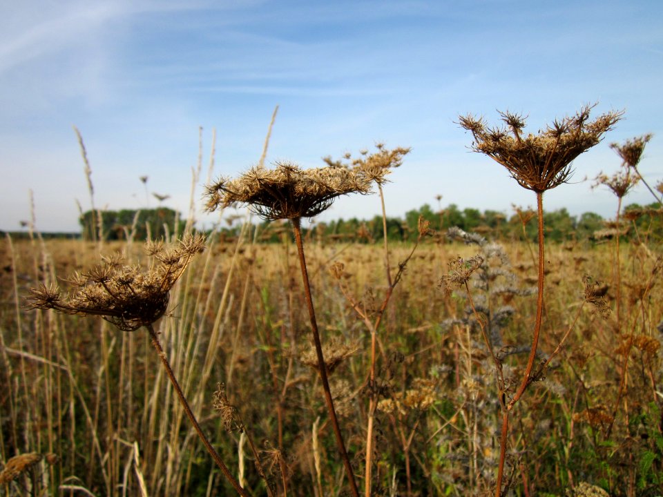 20120920Wilde_Moehre_Hockenheim1
