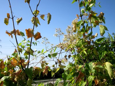 20120819Waldrebe_Schwetzingen2