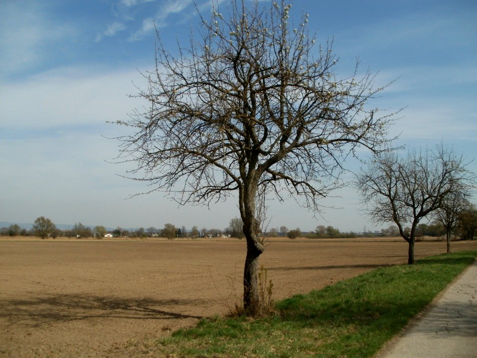 20120402Birnbaum_Hockenheimer_Rheinbogen09