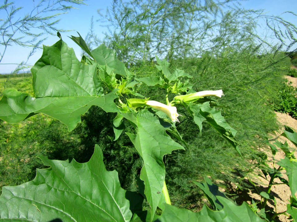 20120906Datura_stramonium2