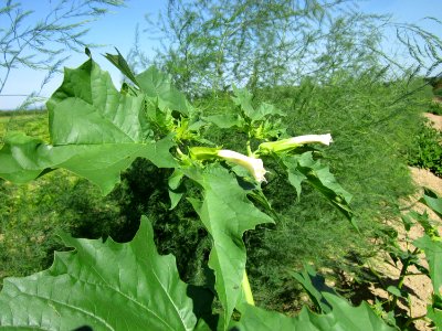20120906Datura_stramonium2