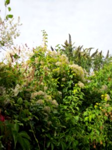 20120920Landesgartenschaupark_Hockenheim3