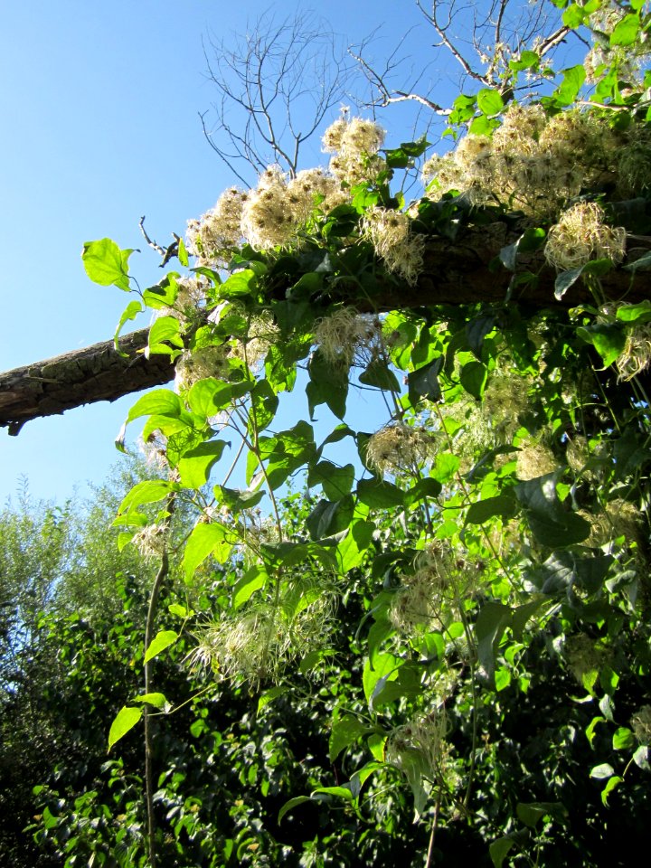 20120906Waldrebe_Rheinhausen5