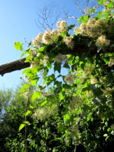 20120906Waldrebe_Rheinhausen5