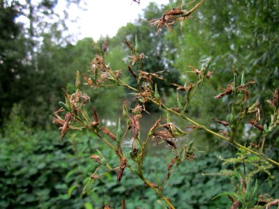 20120828Lactuca_serriola4