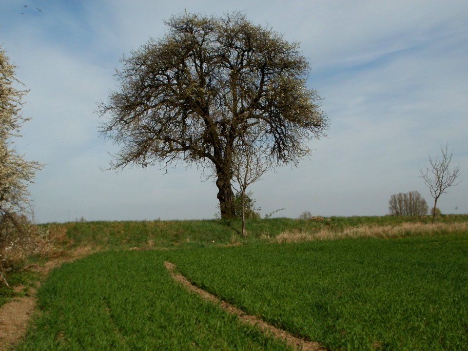 20120402Birnbaum_Hockenheimer_Rheinbogen01