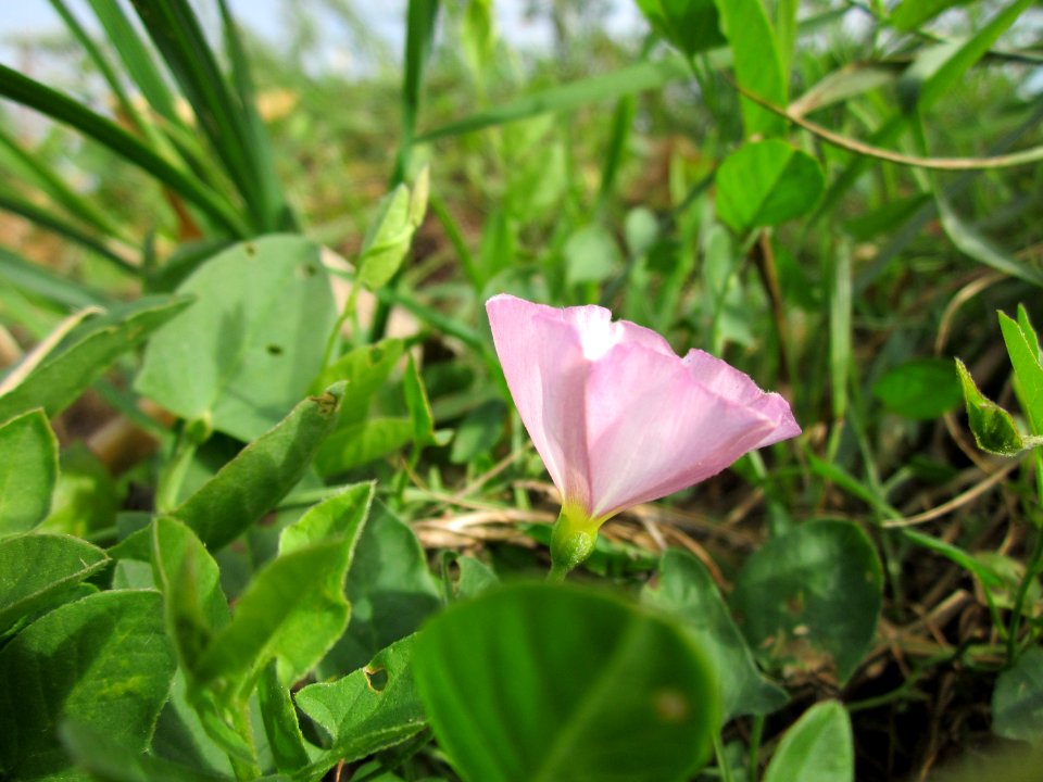 20120920Convolvulus_arvensis6