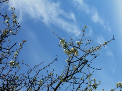 20120402Birnbaum_Hockenheimer_Rheinbogen05
