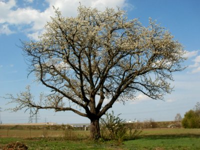 20120403Streuobstwiese_Schwetzingen02