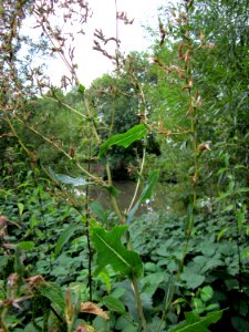 20120828Lactuca_serriola3