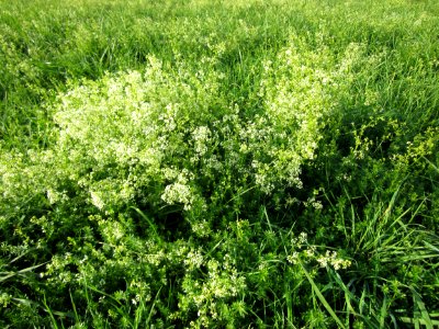 20120920Galium_mollugo1