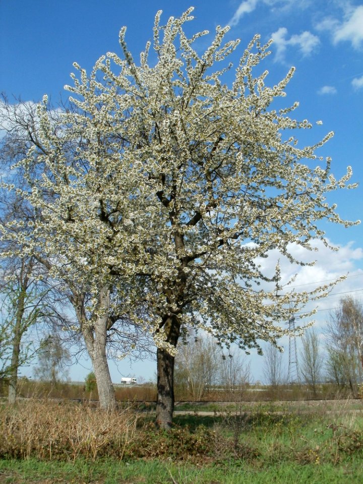 20120403Streuobstwiese_Schwetzingen04