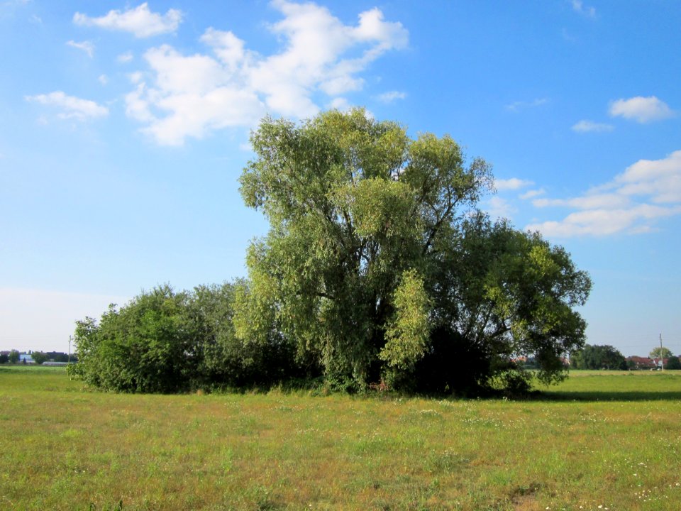 20120904Salix_alba13