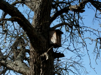 20120402Birnbaum_Hockenheimer_Rheinbogen19