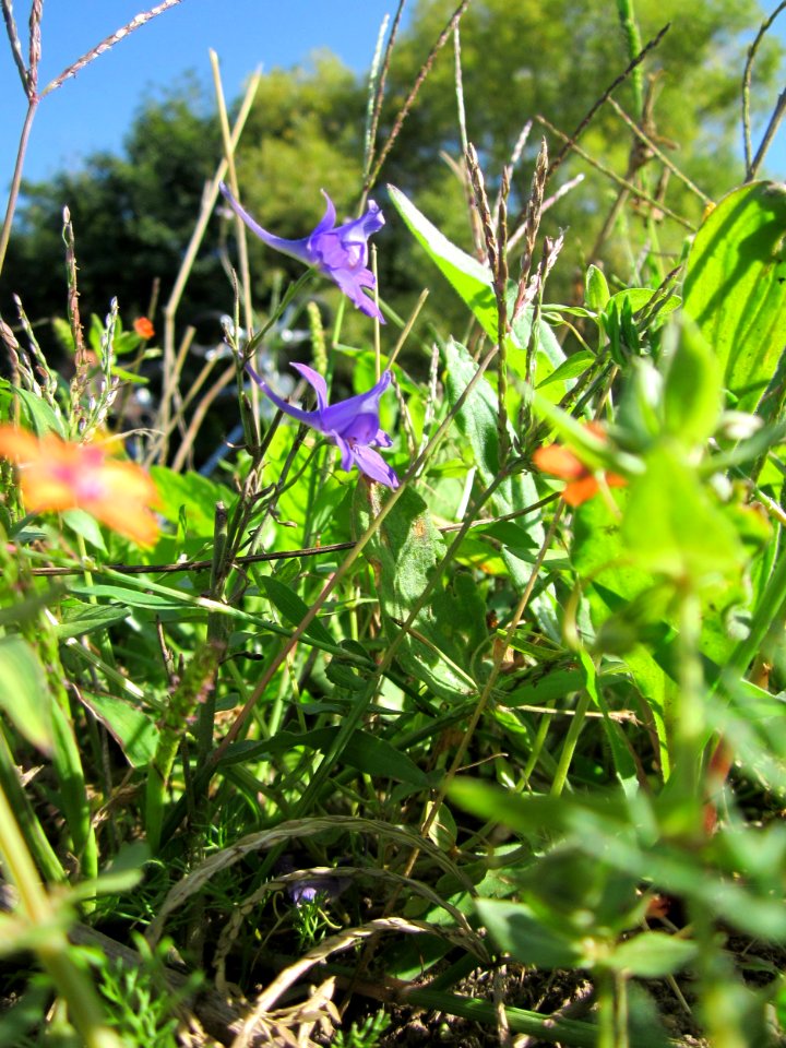 20120906Acker-Gauchheil_Altlussheim7