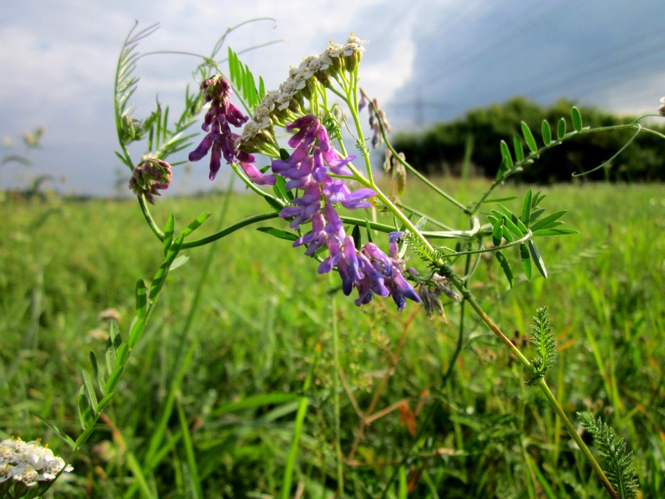 20120901Vicia_cracca_-_Achillea_millefolium