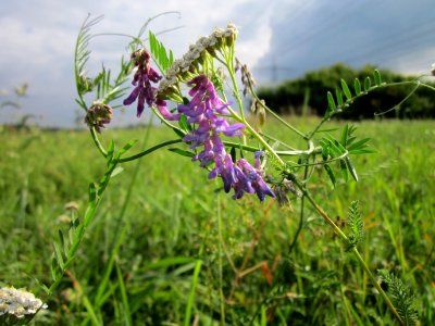 20120901Vicia_cracca_-_Achillea_millefolium