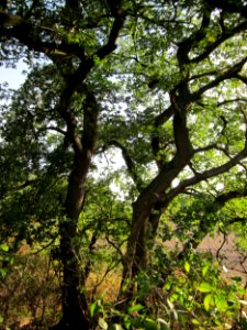 20120920Eiche_Hockenheimer_Rheinbogen