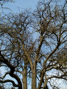 20120402Birnbaum_Hockenheimer_Rheinbogen12