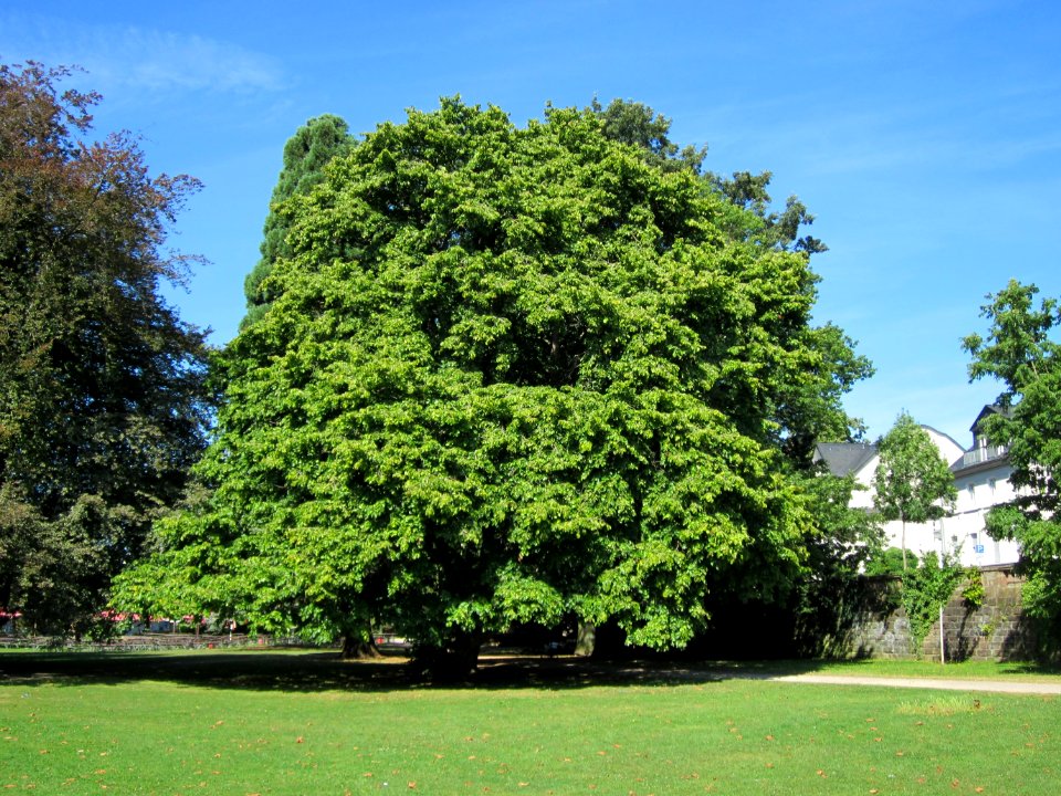 20120827Baumhasel_Saarbruecken1