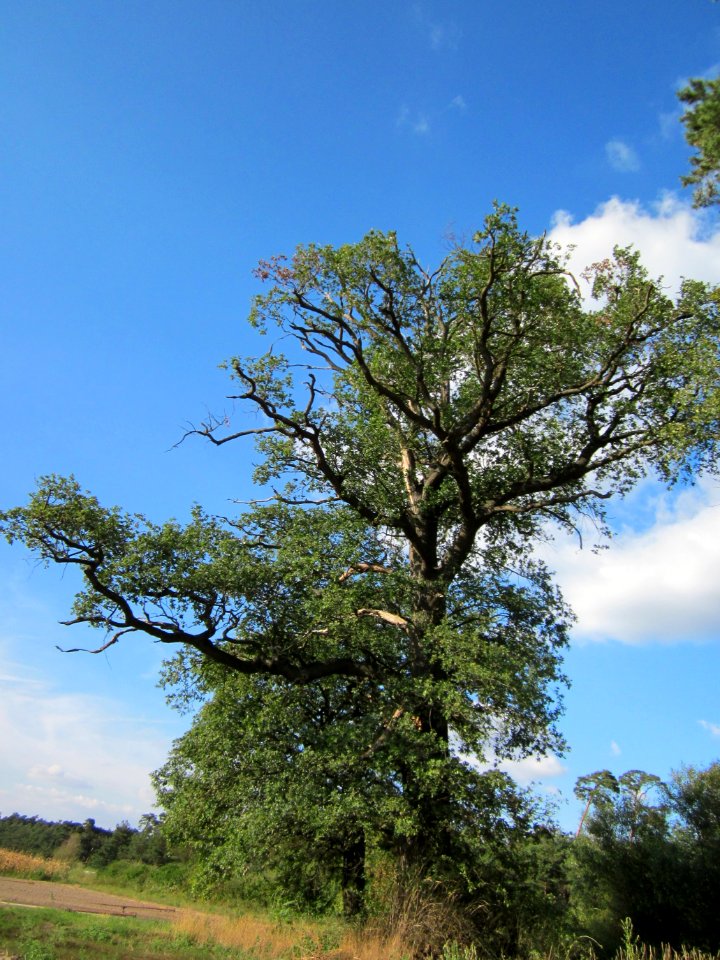 20120902Eiche_Reilingen2