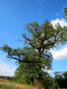 20120902Eiche_Reilingen2