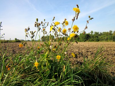 20120920Hockenheimer_Rheinbogen3