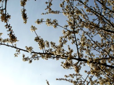 20120402Birnbaum_Hockenheimer_Rheinbogen16