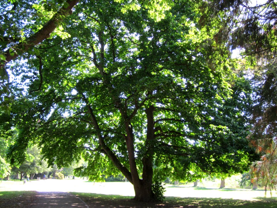 20120827Baumhasel_Saarbruecken2