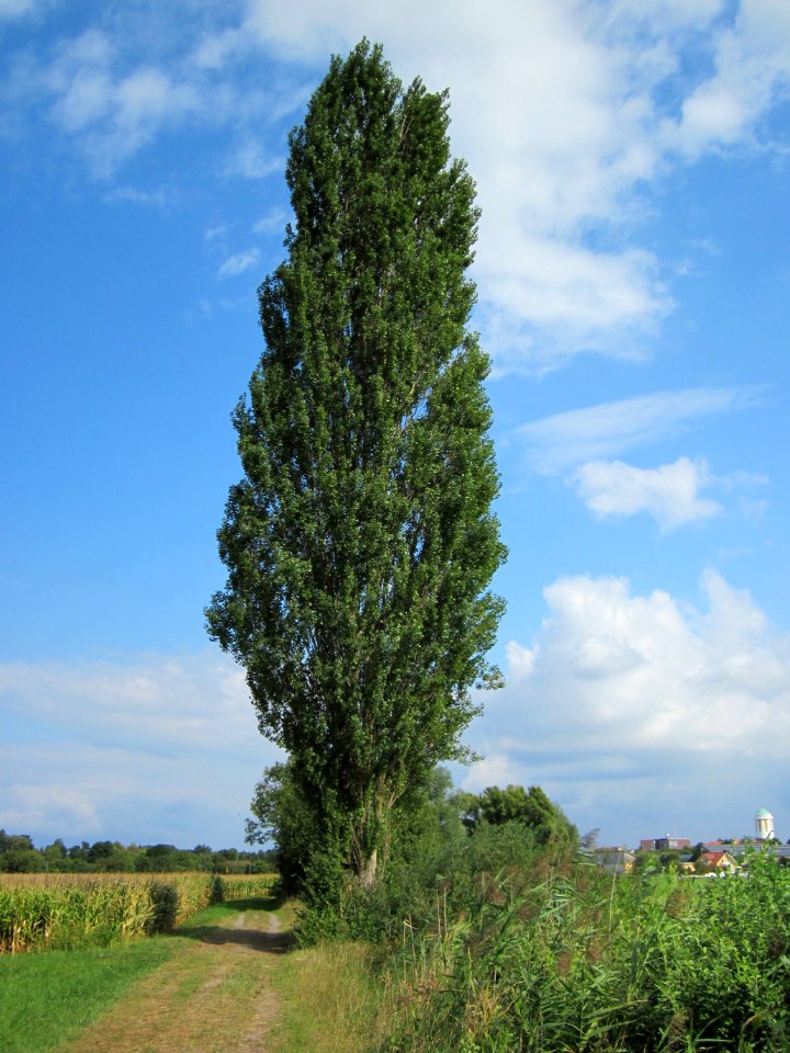 20120901Schwarzpappel_Hockenheimer_Rheinbogen