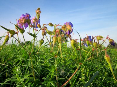 20120920Geranium_pratense