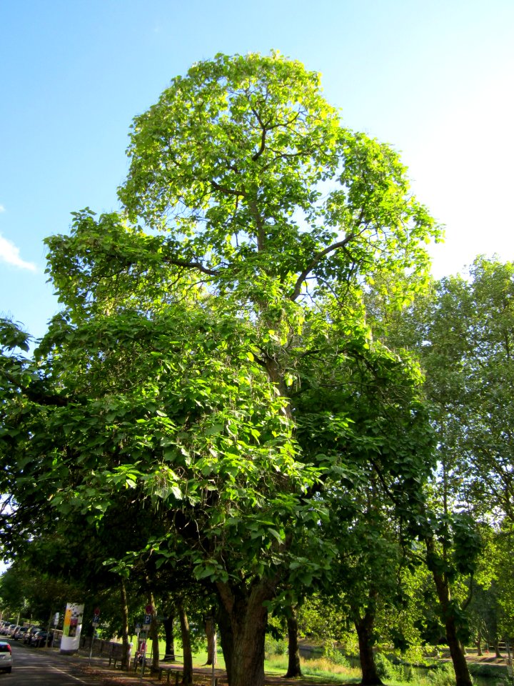 20120826Trompetenbaum_Staden1