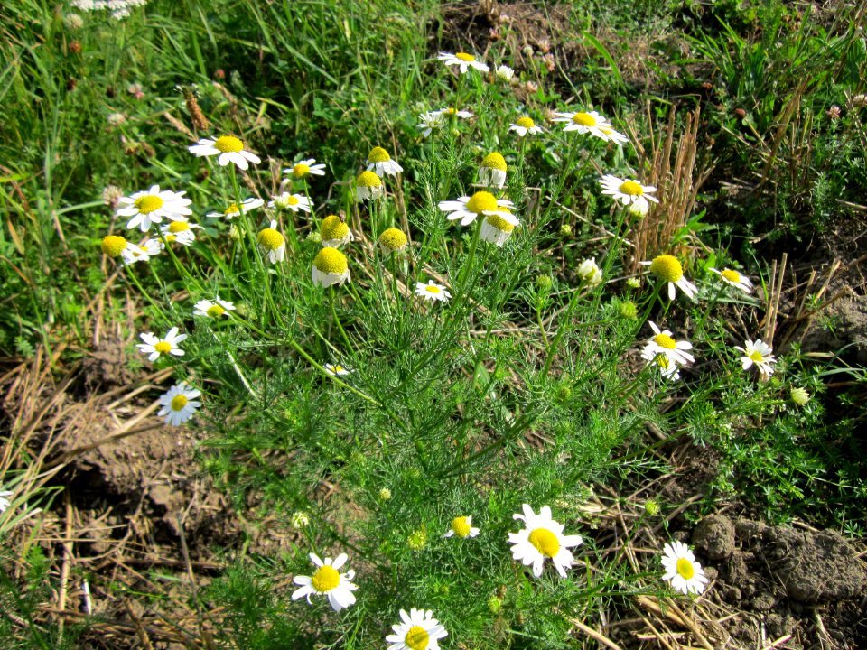 20120901Kamille_Hockenheimer_Rheinbogen