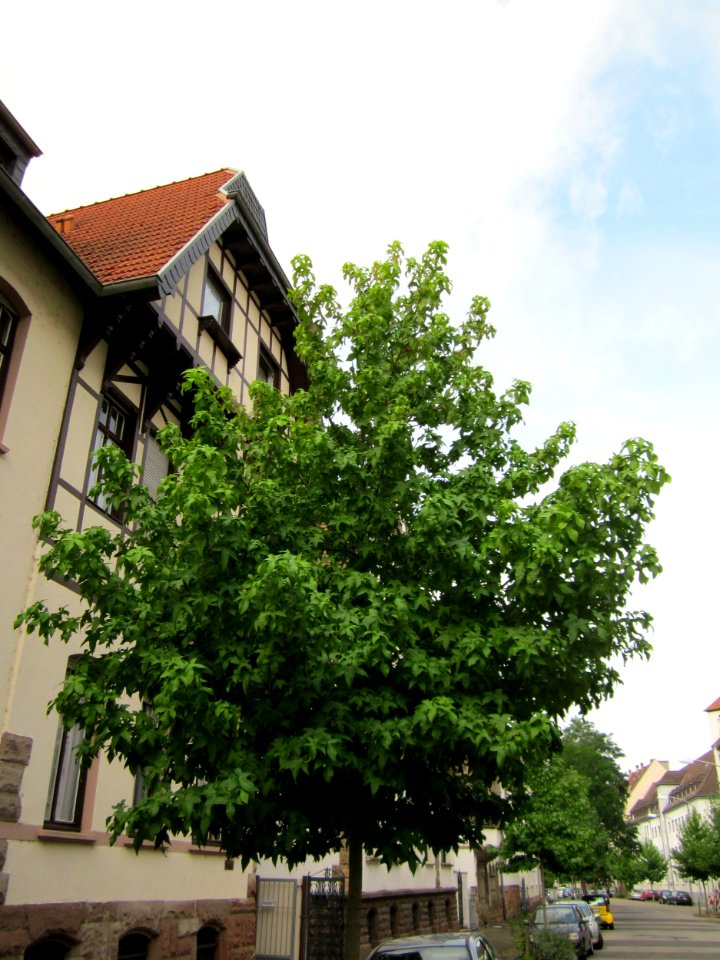 20120824Liquidambar_styraciflua2