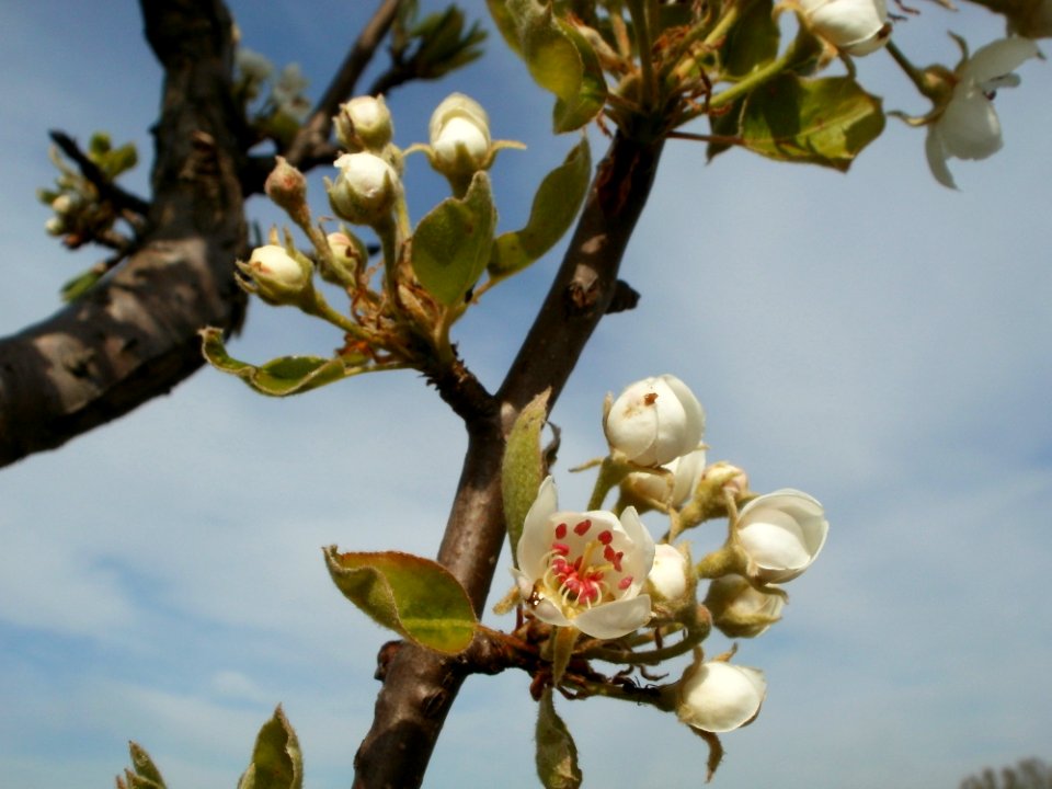 20120402Kirschbluete_Hockenheimer_Rheinbogen04