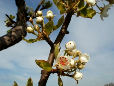20120402Kirschbluete_Hockenheimer_Rheinbogen04