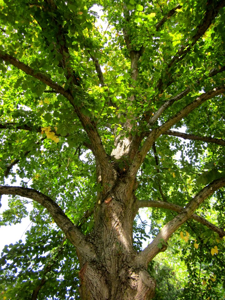 20120821Linde_Friedhof_Hockenheim6