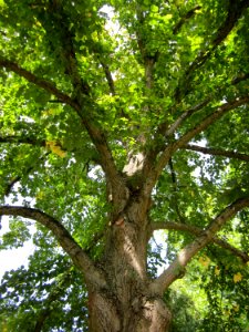 20120821Linde_Friedhof_Hockenheim6