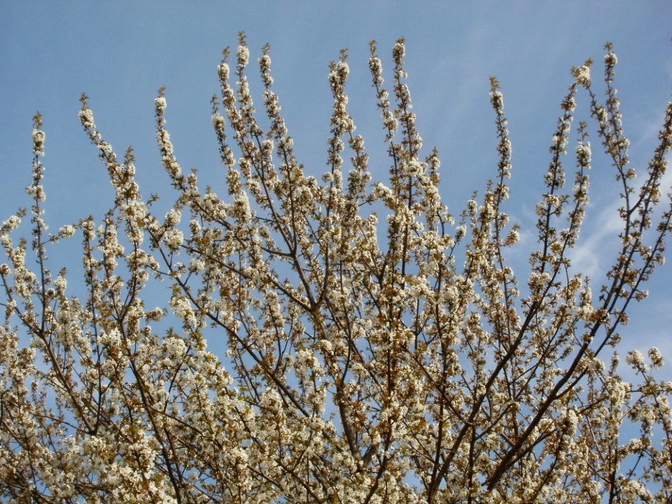 20120402Kirschbluete_Hockenheimer_Rheinbogen08